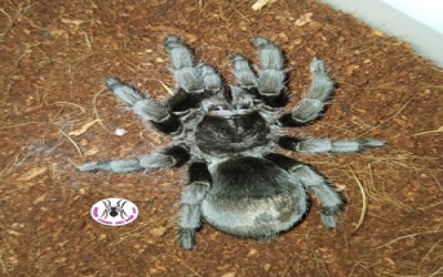 Grammostola pulchra Sling tarantula